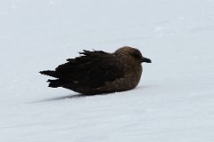 05B Brown Skua Bird On The Snow At Danco Island On Quark Expeditions Antarctica Cruise.jpg
